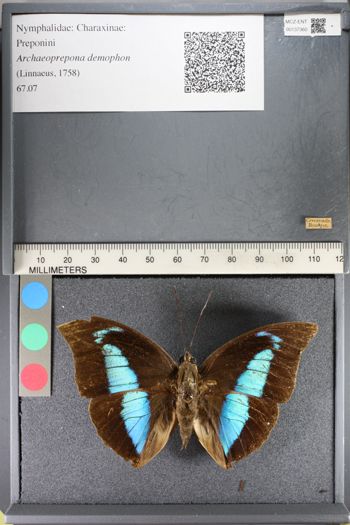 Media type: image;   Entomology 137360